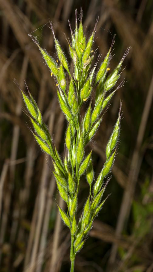 Bromus ?  S, Bromus hordeaceus